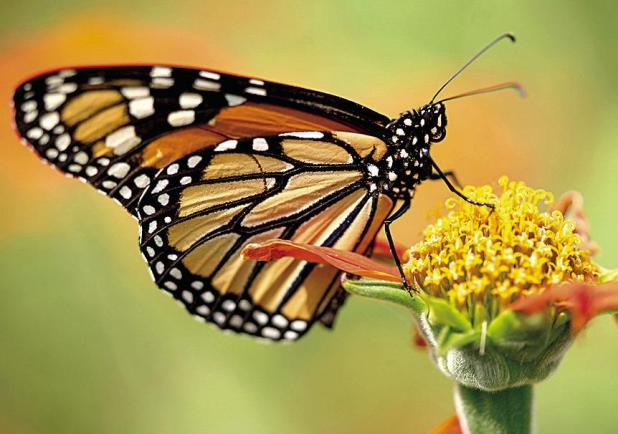 Monarch Butterflies Facing Battle Royal for Survival