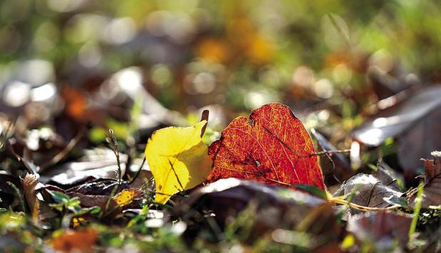 Autumn Garden Advice: Maintain the Leaves you have, Plan and Plant Ahead