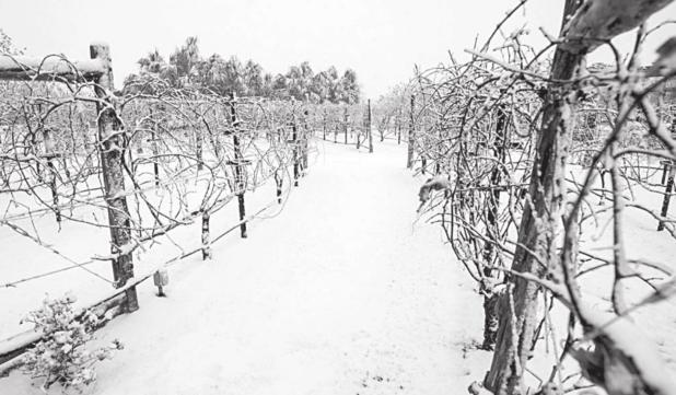 Texas Vineyards Endure Rough Growing Season