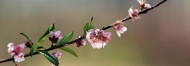 It’s Time to Embrace the Power of Flowers this Spring
