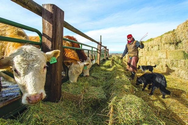 U.S. Beef Cattle Herd Smallest Since 1951