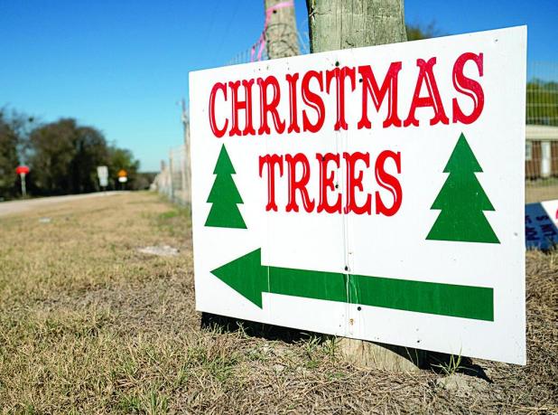 Texas Christmas Tree Industry Expecting Tree-Mendous Year
