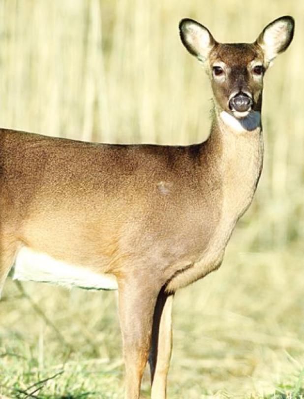 Kaufman County Deer Hunters