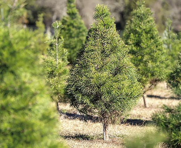 Demand For Live Christmas Trees Remains Strong