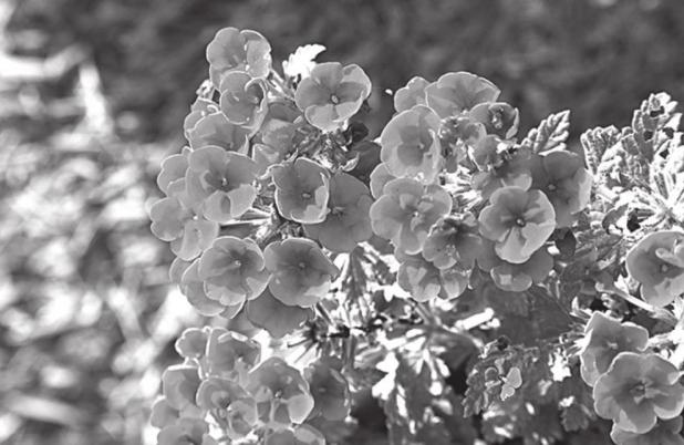 Dallas Arboretum Welcomes Community t