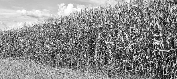 The Day They Tried Corn