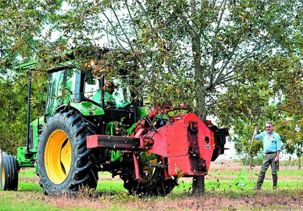 Texas Pecan Production Below Average, Demand Remains St