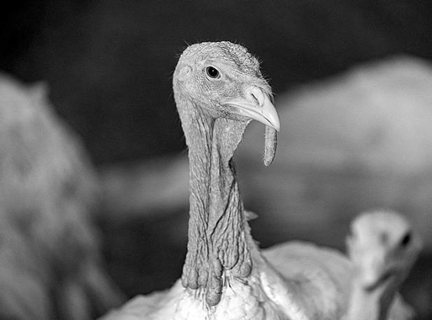 Avian Influenza not Expected to Disrupt Thanksgiving Turkey Prices and Stock