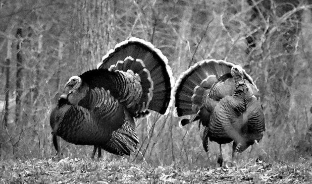 Spring Turkey Season Coming Up Soon