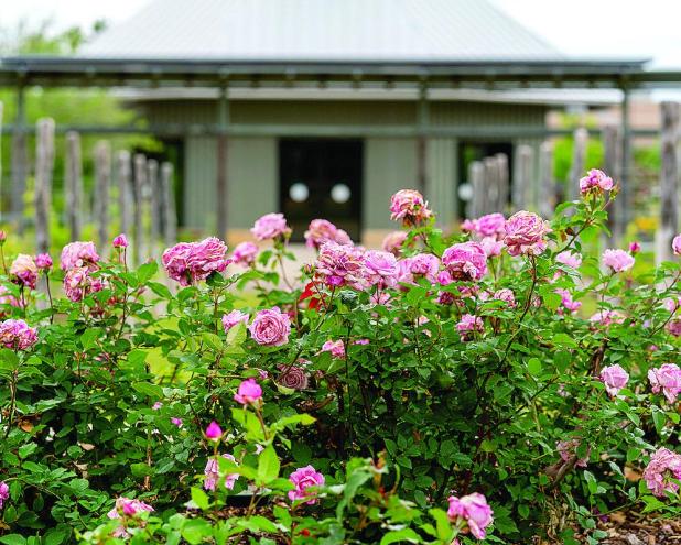 Rose Pruning Tips for Stronger, More Vibrant Flowers