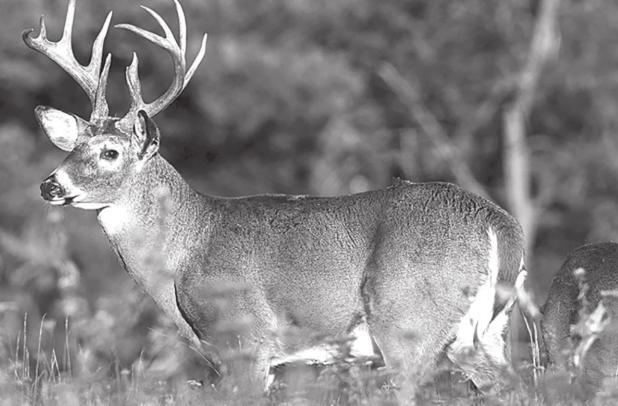 Hunters Prepare for Opening Day of Deer Season