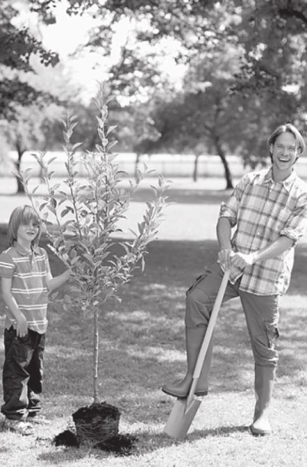 How to Plant a Tree for Successful Growth