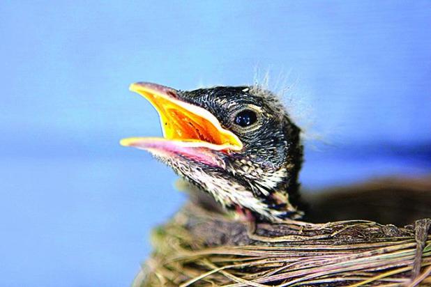 ’Tis the Season for Wildlife Encounters