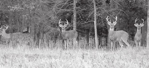 IT’S DEER SEASON!