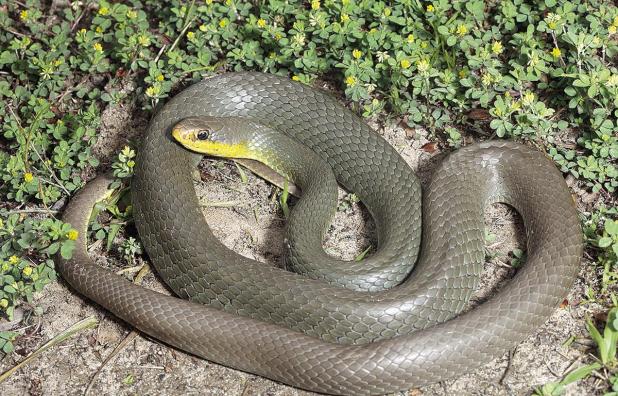 Five Ways to Prevent Negative Encounters with Snakes this Spring