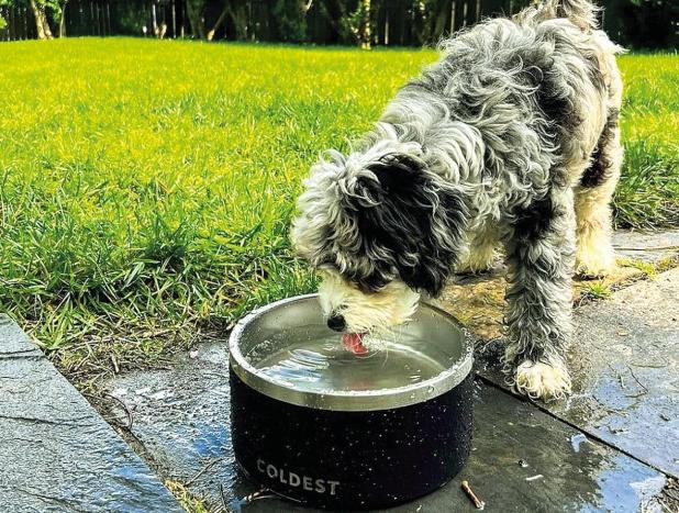 Sharing Is Not Always Caring: Realities Of Communal Water Bowls