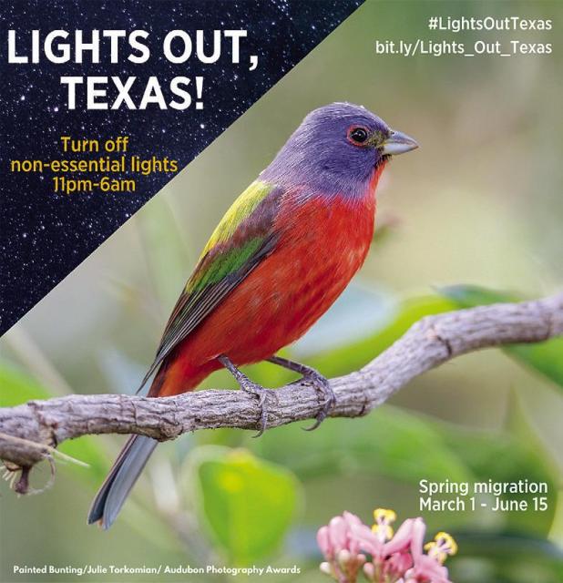 Lights Out Initiative Asks for Action During Spring Migration