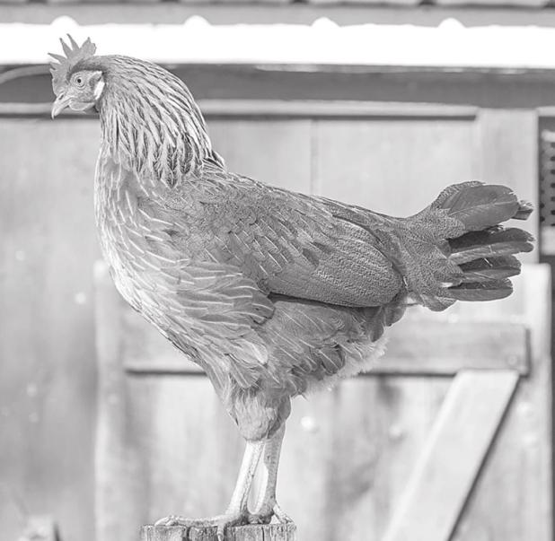 A Guide to Backyard Chickens