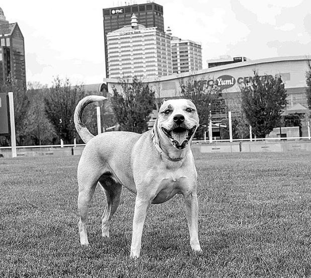 Five Reasons the TurfMutt Foundation Encourages Communities to Invest in Green Space