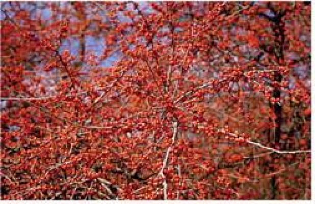 Leave Leaf Litter Alone For Overwintering Insects