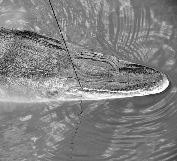 Trinity River Alligator Gar Harvest Authorization Drawing Opened September 1st