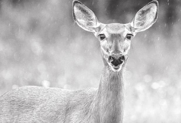 Emergency Order Issued to Restrict Movement of Deer from Breeding Facilities Where CWD has Been Detected