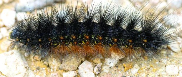 What is That Fuzzy Black Caterpillar?