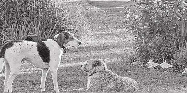Simple Ways to Prevent Dog-Related Lawn Damage