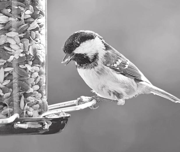Biologists Advise Cleaning Feeders to Prevent the Spread of Diseases Among Birds