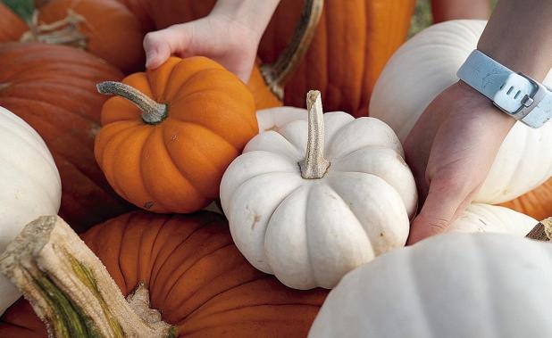 Is A Pumpkin A Fruit Or A Vegetable?