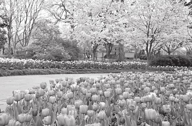 Dallas Arboretum Presents Dallas Blooms: Birds in Paradise
