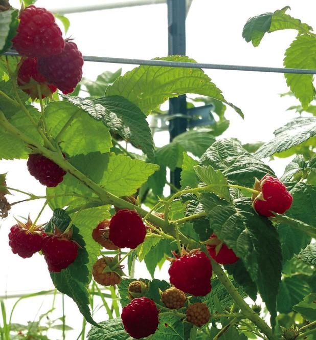 Blackberries, Blueberries, Other Fruits Contribute to Texas Agriculture