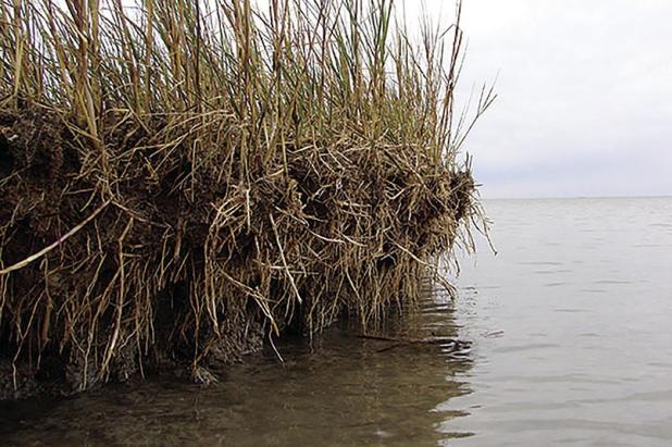 Study to Forecast Ecological ‘Tipping Points’ for U.S. Wetlands