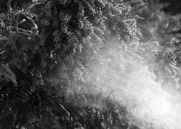 Cedar Fever Season Begins in Texas