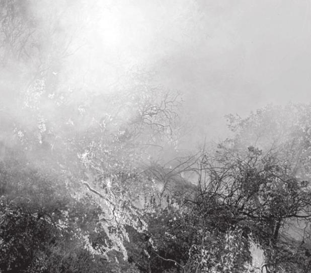Prescribed Burn of Dormant Vegetation at NTMWD Wetland