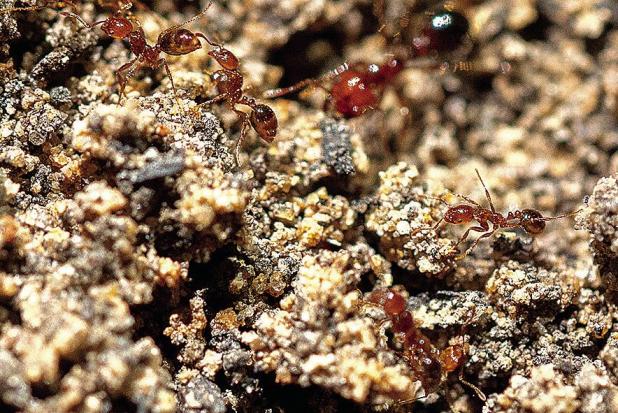 Spring is the Time for Texans to ‘Two-Step’ Toward Fire Ant Control