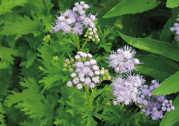 Gregg’s Blue Mistflower Newest Texas Superstar