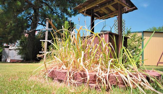 Tips for Gardeners During a Texas Heat Wave