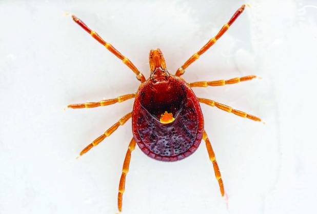 The Lone Star tick is possibly the most iconic human biting tick and is recognizable for its iridescent spot on the back of a female adult tick. (Michael Miller/Texas A&amp;M AgriLife)