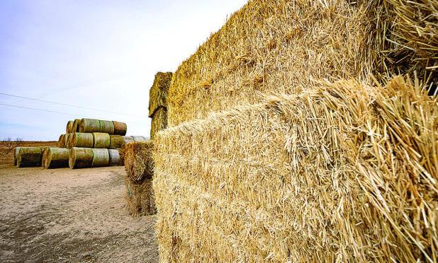 Moving Into the Next Stage of Panhandle Wildfire Recovery
