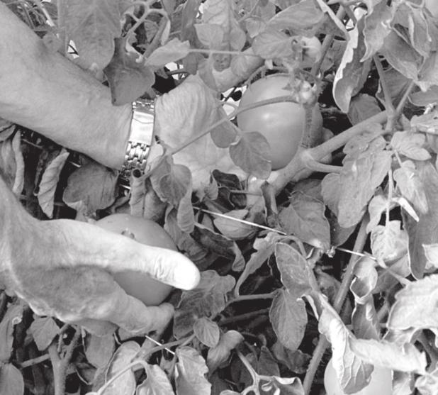 Texas A&M AgriLife Team Seeking ‘holy grail’ of Tomatoes