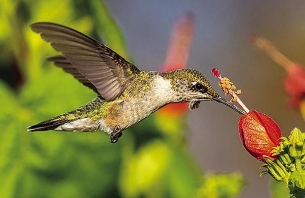 How To Feed A Hummingbird
