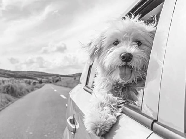 Safety First When Traveling With Pets