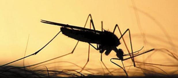 Self-Eliminating Genes Tested on Mosquitoes