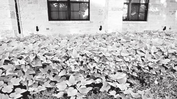 Ornamental Sweet Potatoes Named Newest Texas Superstar