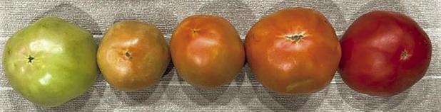 Tips to Keep Tomatoes, From ‘Breakers’ to Ripened Red