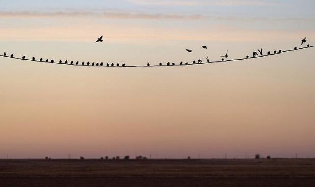 Three Ways To Protect Migratory Birds This Fall