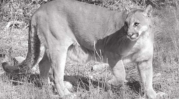 Is it a Mountain Lion or a Bobcat?