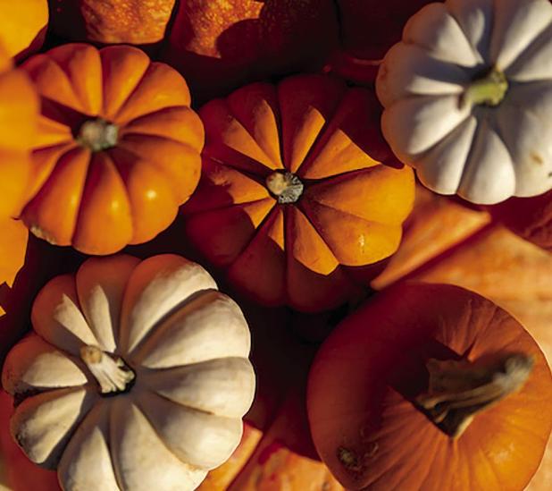 Texas Pumpkin Yields And Quality Up Despite Hot Summer