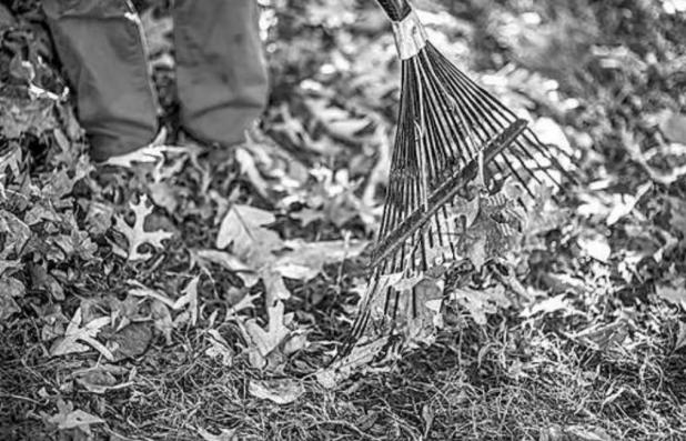 Safe And Effective Ways To Clean Up Leaves